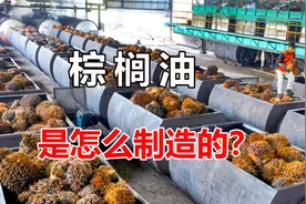 棕榈油是怎么制造的？用了这种方法，每年可以制作上亿万升