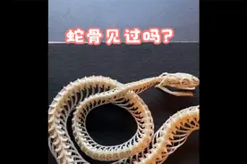 蛇骨标本的制作方法
