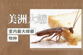 美洲大蠊——室内最大蟑螂物种视频封面