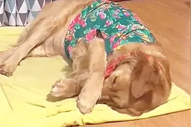 主人放屁太臭，狗狗直接被臭醒了，它还捂住了自己的鼻子