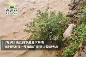 丽水“猪坚强”被大水冲走 趴在河道边40分钟弱小又可怜视频封面