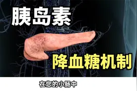 2型糖尿病发病机制，为什么胰岛素可以降血糖？医学动画科普视频封面