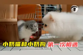 当小奶猫和小奶狗第一次相遇，画面实在是太搞笑了视频封面
