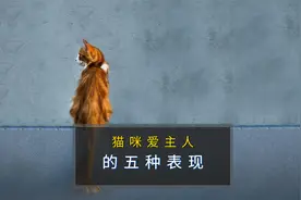 猫咪爱你，才会有这些表现，装是装不出来的！视频封面
