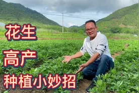 种植花生想高产，看准下针期压一压很关键，拍给大家看看