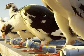 古代八百里加急和飞鸽传书到底谁更快？信鸽如何知道确切位置？