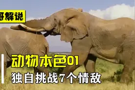大象求偶不易，45岁依旧单身，独自挑战7个情敌，纪录片视频封面