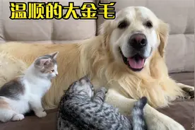 温顺的大金毛，陪着两只小猫咪成长！太有爱了视频封面