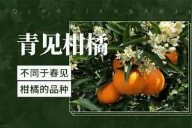 不同于春见柑橘的品种——青见柑橘