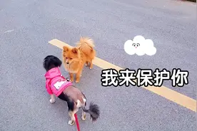 小黄狗真的爱上巧克力了，随时都守在她身边，时不时亲一下