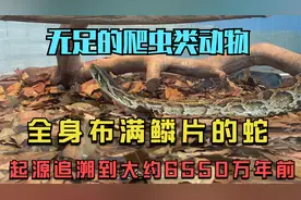 蛇是一类无足的爬虫类动物，目前全球大概有3,000多种蛇类视频封面