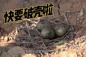 绝佳钓点偶遇一窝鸟蛋，果断换位置，别惊扰了这份宁静