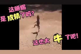 #动物灵魂搞笑系列：这蜥蜴也太牛了吧！双腿站立横穿马路！！！视频封面