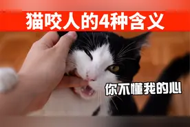 猫咪咬人的4种含义！咬你就对了，谁叫你不懂它的心！