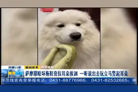 两幅面孔？萨摩耶闯祸后耸拉耳朵挨训，一听出去玩立马竖起耳朵