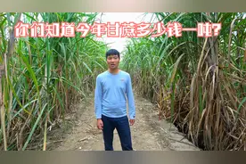 再过20天广西就要砍甘蔗了，你们知道今年甘蔗多少钱一吨的？视频封面