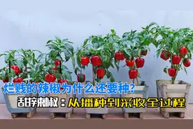 阳台庭院种甜辣椒，从播种到采收4个月全过程