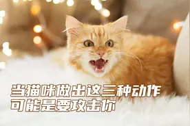 当猫咪做出这三种动作，可能是要攻击你