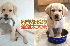 外国人养的狗对比中国人养的狗，同样都说狗差别咋就这么大呢