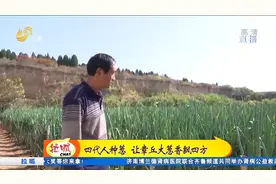 2.44米！高大脆白甜，2022年章丘“葱王”诞生，比姚明还高出一截