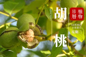 本叫胡桃为何如今叫核桃？西域传来的“胡姓”瓜果为何都改名了?
