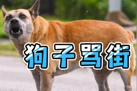 狗狗被绝育后，连续3个月在宠物医院门口骂街，医生无奈道歉视频封面