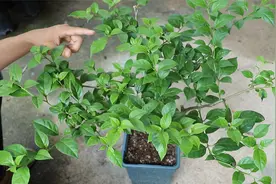 三角梅新枝条长20-30厘米了，能不能打顶促分枝？看完明白了视频封面