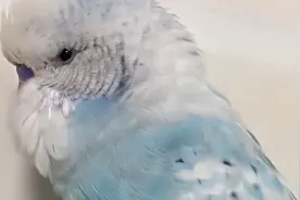 主人阳后鹦鹉模仿“宝娟嗓”咳嗽声：惟妙惟肖！