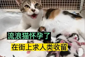 母猫即将分娩，路上喵喵叫求助，被收留后高兴的流泪视频封面