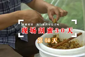 现场勺子取蜜第14天，这样取的蜂蜜质量一流，蜜渣更是美味视频封面