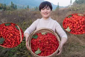 湖南野生树莓漫山遍野，网上卖150元1斤，湖南红姐一口气摘了12斤视频封面