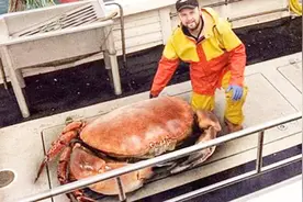 一只至少2000元？世界上最大的“皇帝蟹”，体重达72斤