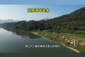 博罗东江顶级钓点，开车直达可以露营钓鱼，回水湾时刻有大鱼炸水