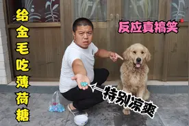 小伙买了些薄荷糖给金毛吃，金毛却直接上头了，这反应真是太逗了