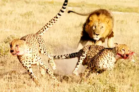 地球上体型最大的豹，能够压着狮子打，是非洲猎豹的近亲