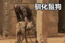 非洲驯兽师残忍的训练方式，将鬣狗训练成宠物，难怪鬣狗怕非洲人