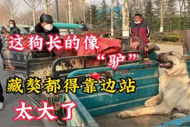 这狗长的像东北“野驴”体格高大，藏獒见了都得靠边站，你见过吗