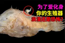 世界上最丑的鱼，为了爱化身成为你的生殖器，是浪漫还是恐怖？