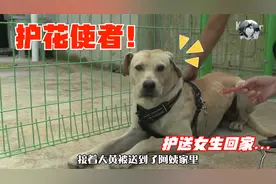流浪狗成为“护花使者”，专保护独行女生，太有安全感了吧