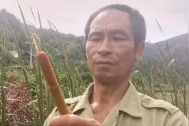 毛蜡烛！到底有多少人了解它，熟悉它？也许你也不知道！