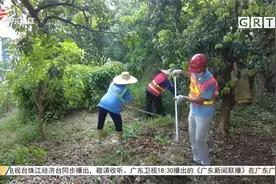 广州从化：千足虫泛滥村民受惊 街道办多次组织消杀