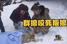 蛰伏6年公狼夺权太惨烈！群狼下狠口咬死叛狼，临终狼嚎集体送别视频封面