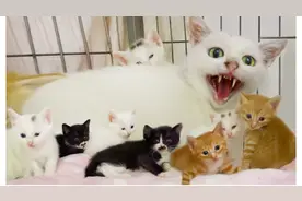 遇到超凶白猫一家九口，全部拖回家