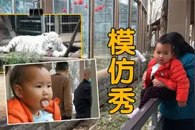 动物园里的老虎伸舌头卖萌，笑笑忍不住模仿，孩子要和老虎比可爱视频封面
