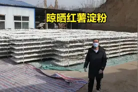 8斤红薯出1斤淀粉，刚子带您走进红薯淀粉厂，体验晾晒除砂过程视频封面