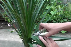 春季龙血树，是促分枝最佳时机，做2步催出一堆分枝