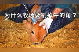 为什么牧场要割掉牛的角？