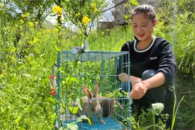 姑娘52元网购的小兔子，每天能喝两壶水，体重一个月长到4斤多