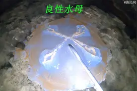 大海退潮后连水母都被搁浅了，还有珊瑚礁里的海鲜也都出不去了