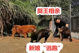猛犬相亲新娘子只想逃跑，藏獒和拉布拉多犬完婚意外不断